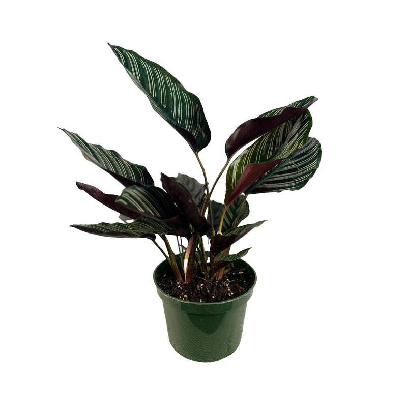 Pinstripe Calathea