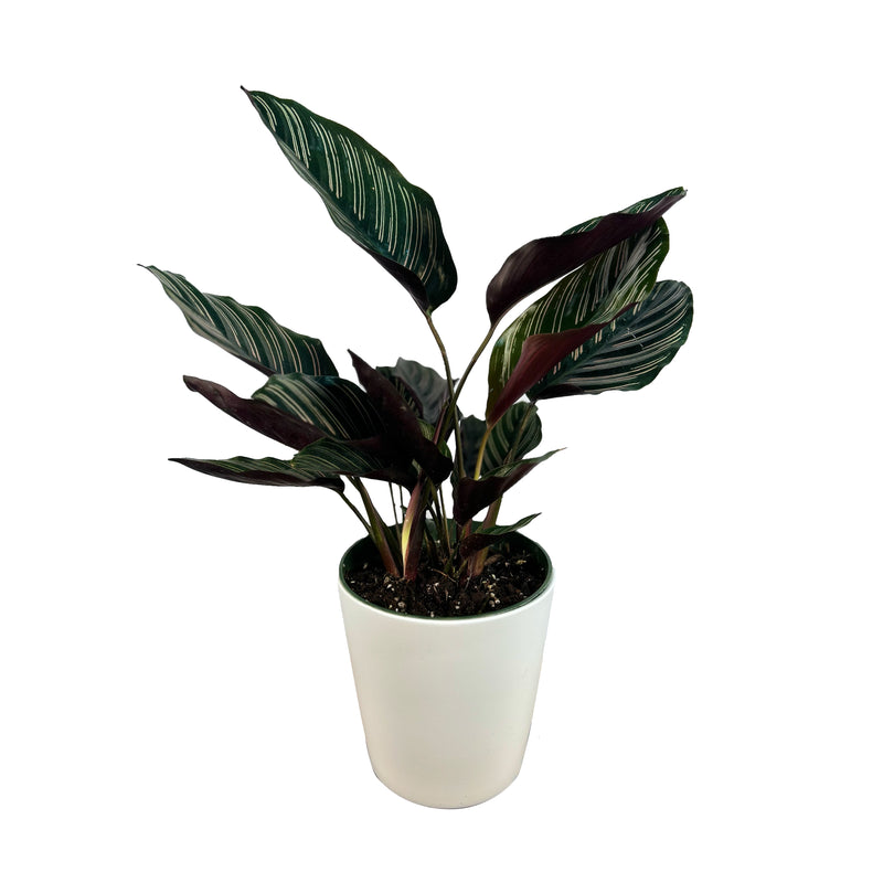 Pinstripe Calathea