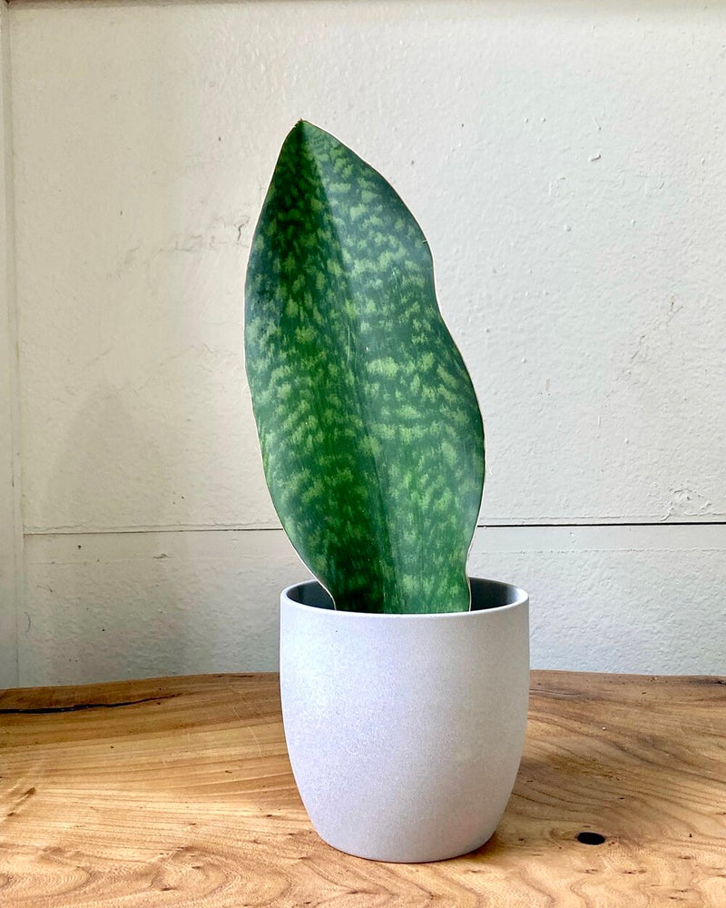 Whale Fin Sansevieria (Sansevieria Masoniana)