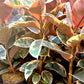 Ficus Red Ruby Rubber Tree