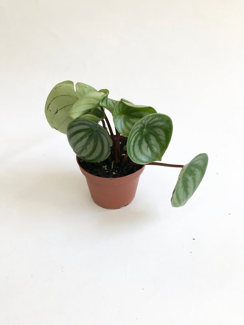 Watermelon peperomia