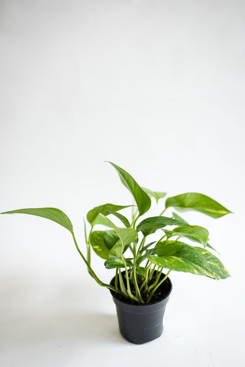 Pothos 'Golden' (Epipremnum Aureum 'Golden')