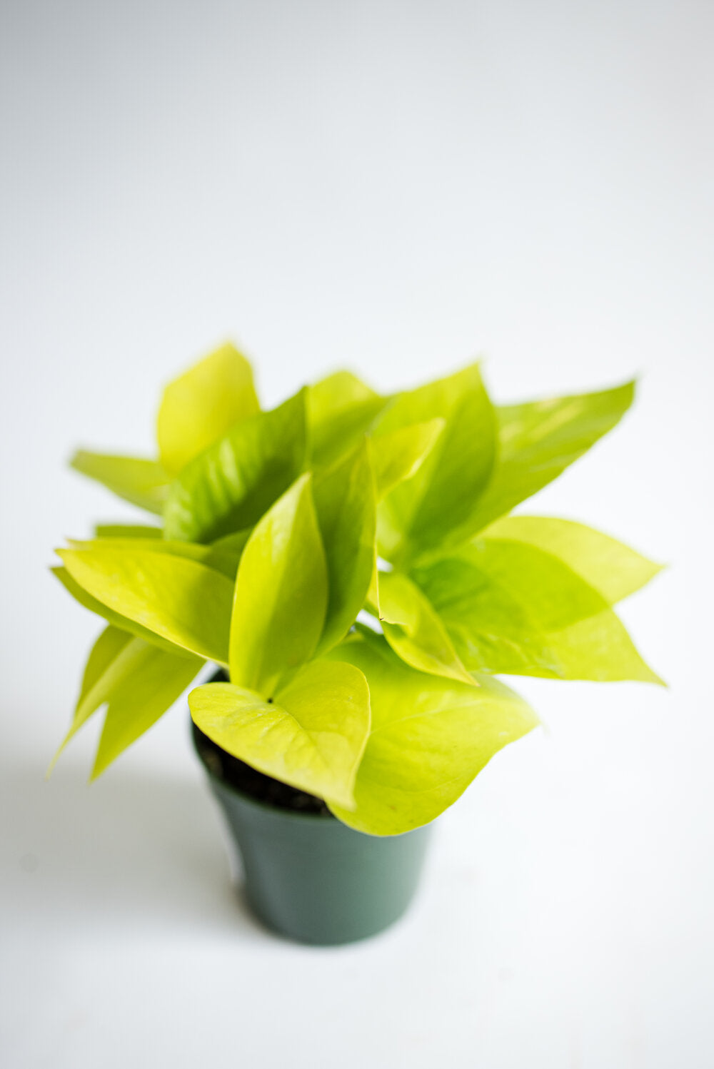 pothos bright green Pothos "Neon" – Lakewood Plant Company