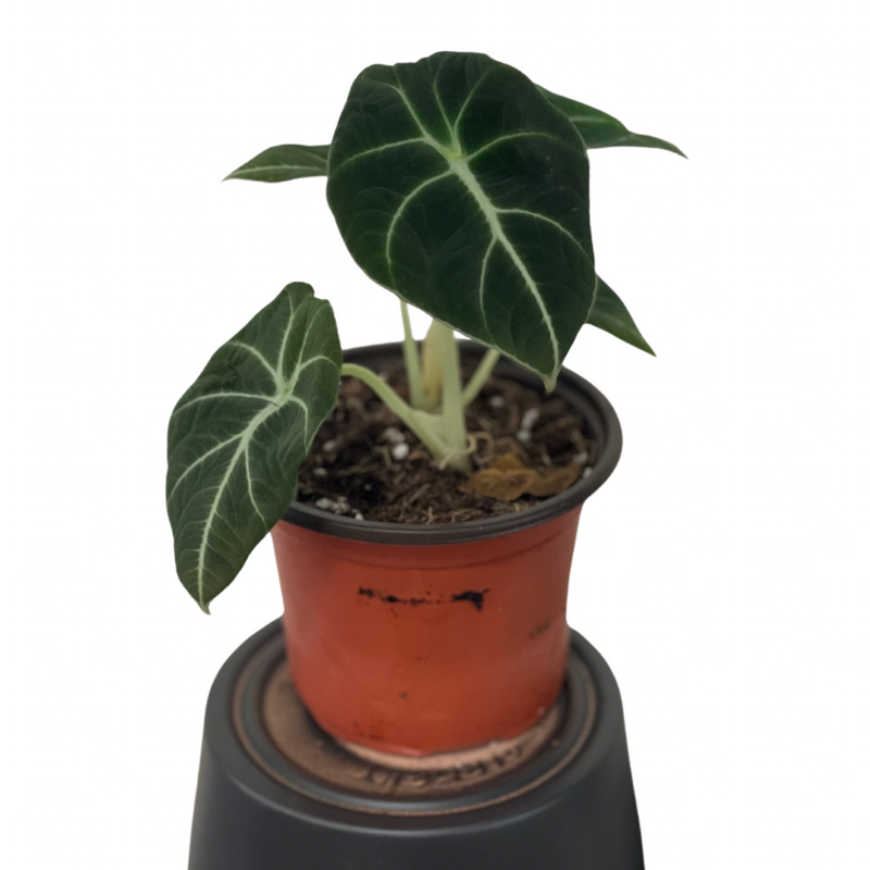 Close up of Alocasia Black Velvet Plant - Lakewood Plant Company