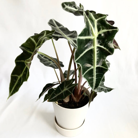 Alocasia 'Elephant Ears' Plant - Lakewood Plant Company