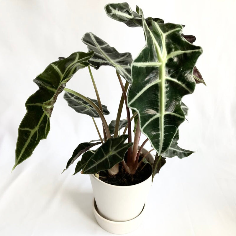 Alocasia 'Elephant Ears' Plant - Lakewood Plant Company