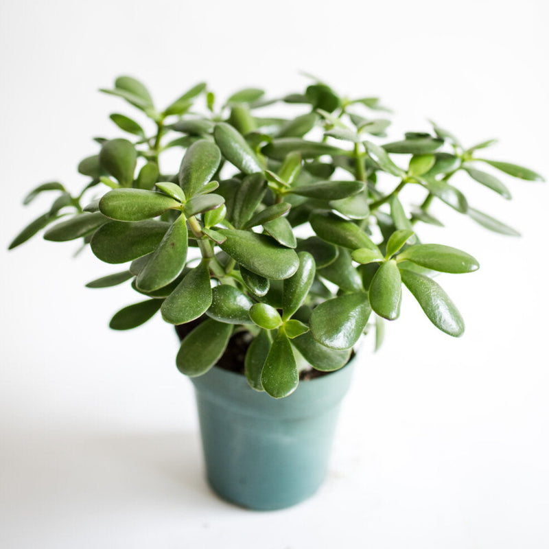 Jade Plant (Crassula Ovata)