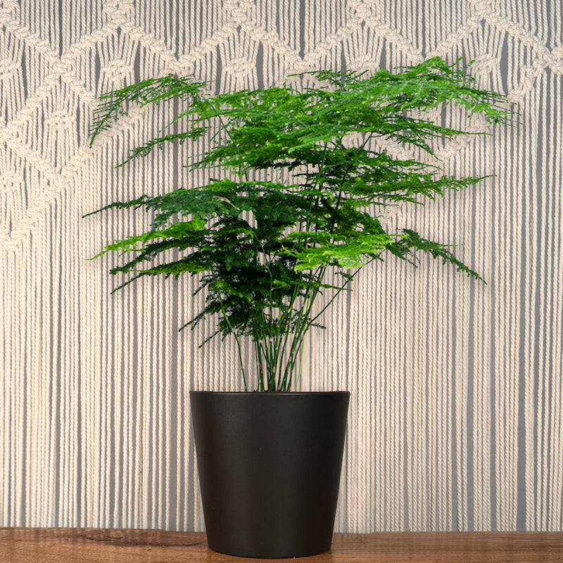 Asparugas Plumosa Fern