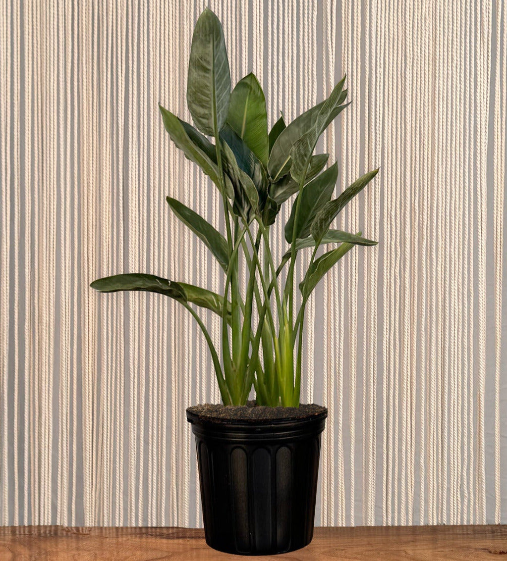 Bird of Paradise "White"