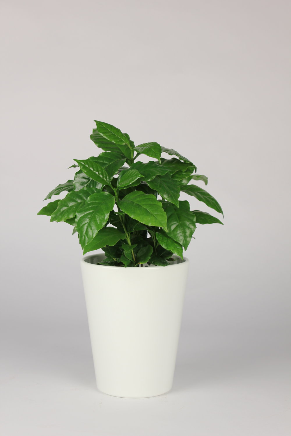 Coffee Plant (Coffea Arabica)
