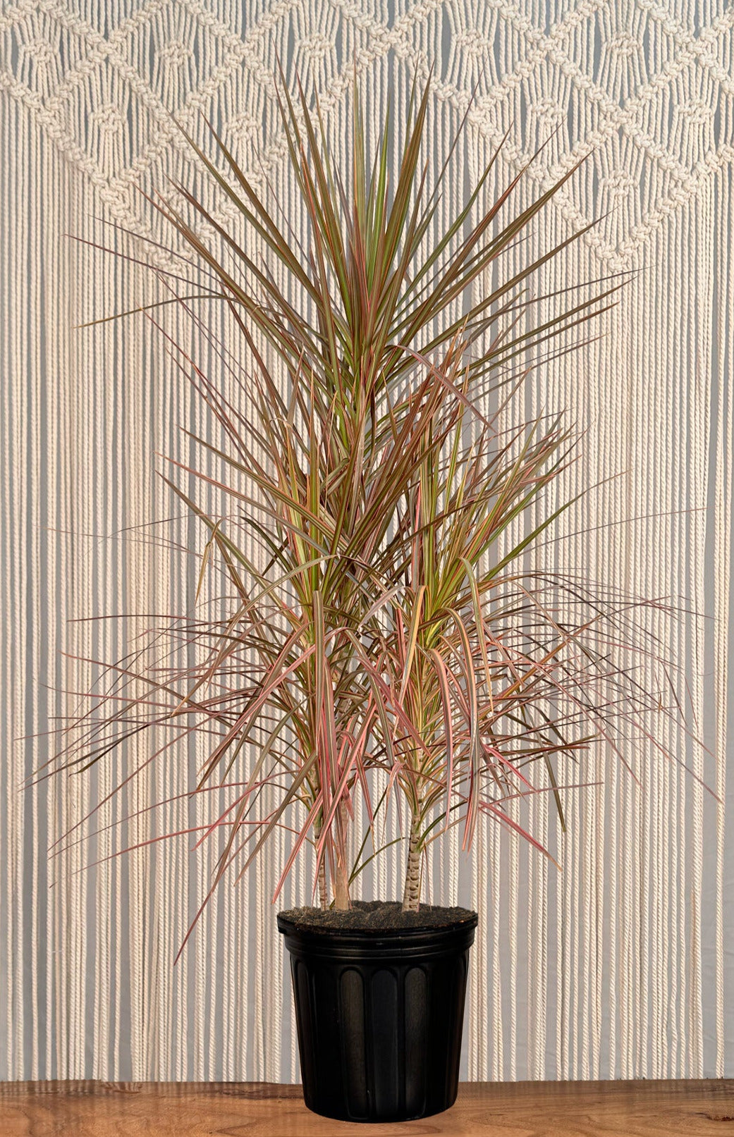 Dracaena Marginata 