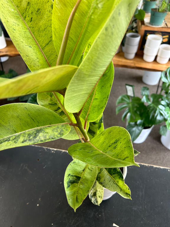 Ficus Shivereana in Ceramic Pot Close Up Variegated Leaves