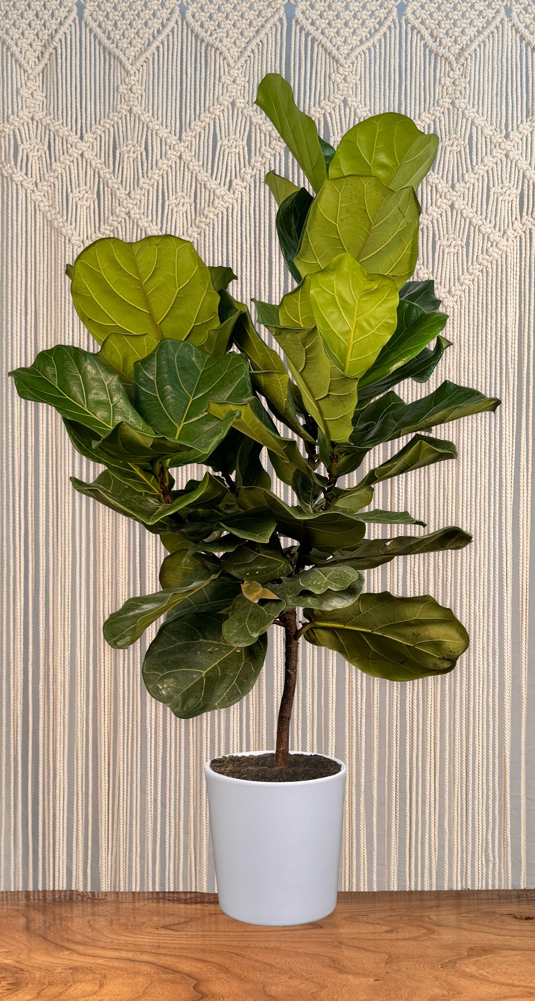 Ficus Fiddle Leaf Fig Standard