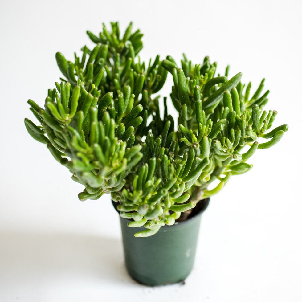 jade plant hobbit Hobbit Jade (Crassula Ovata)