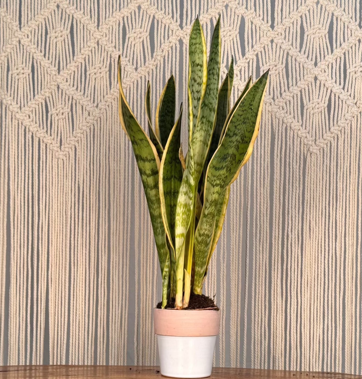 Sanservieria Laurentii "Snake Plant"
