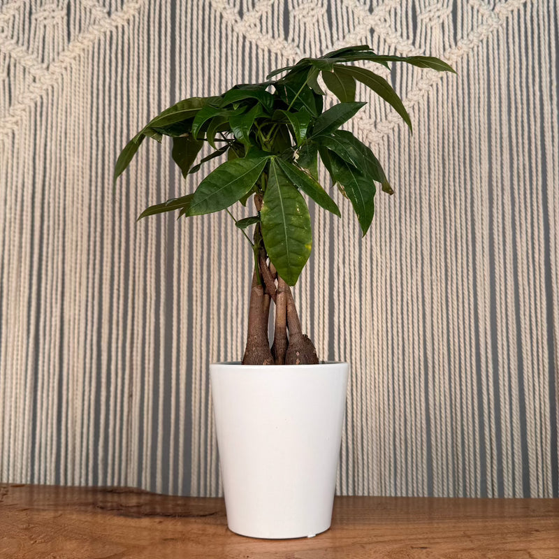 Money Tree