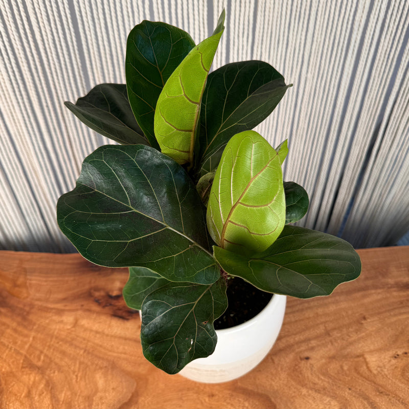 Fiddle Leaf