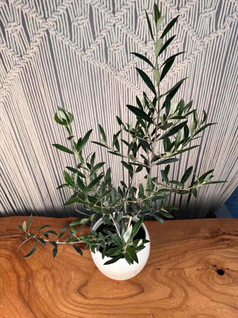 Olive Tree