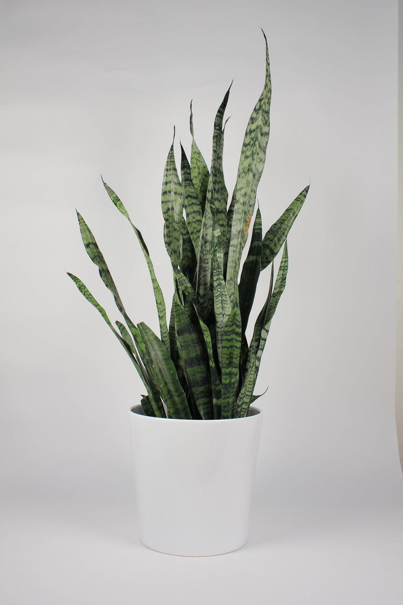Sanservieria Laurentii "Snake Plant"