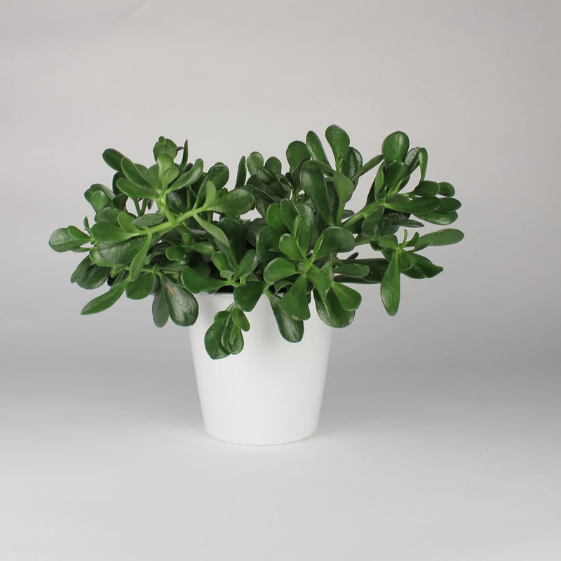 Jade Plant (Crassula Ovata)