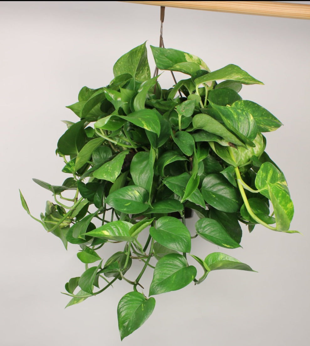 where to place golden pothos Pothos 'Golden' (Epipremnum Aureum 'Golden')