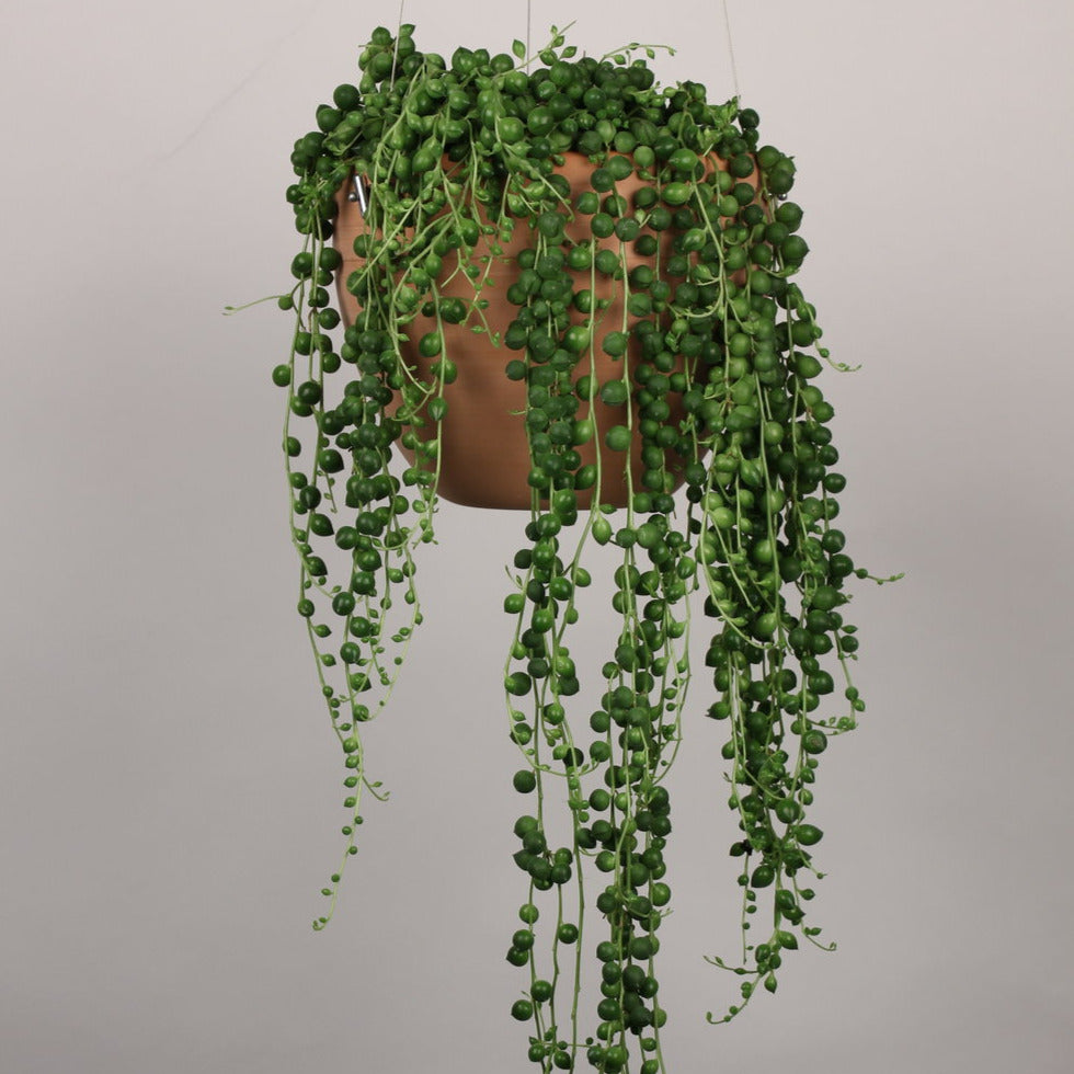 string of pearls hanging plant String of Pearls – Lakewood Plant Company