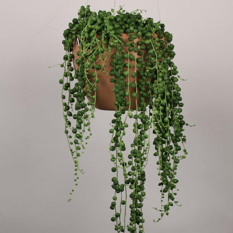 String of Pearls