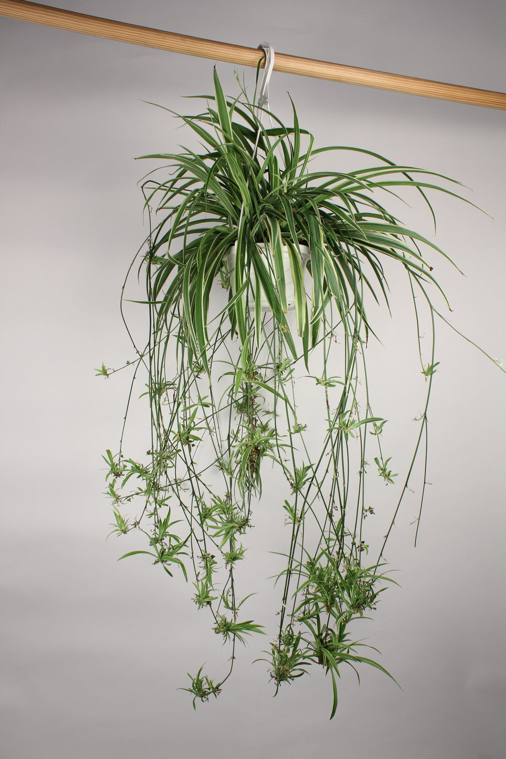 hanging a spider plant Spider Plant