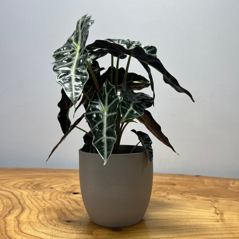 Alocasia "Amazonica Polly'