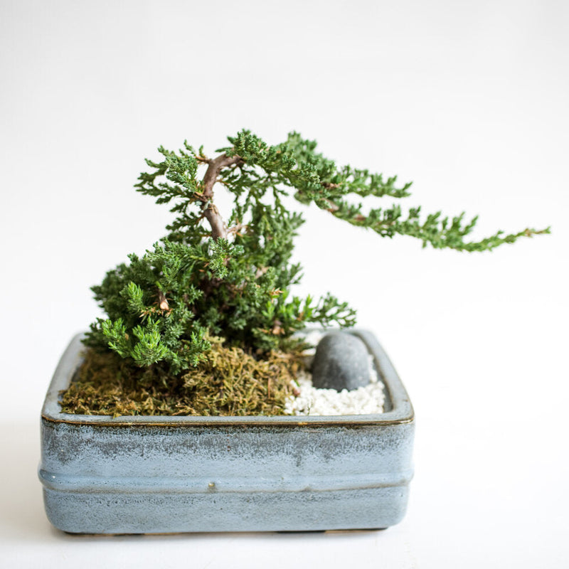 Juniper Bonsai Garden