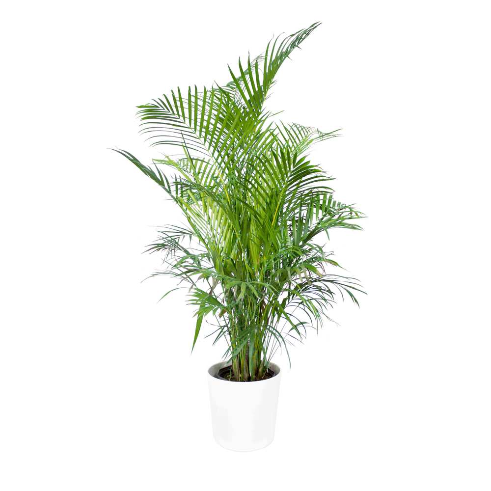 Areca Palm (Dypsis lutescens) in ceramic pot at Lakewood Plant Company