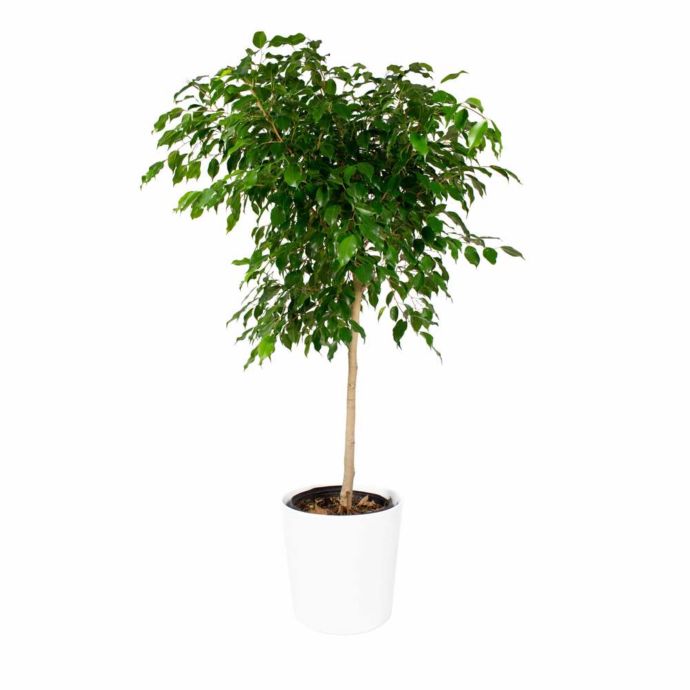 ficus tree indoor plant Ficus Benjamina Standard – Lakewood Plant Company