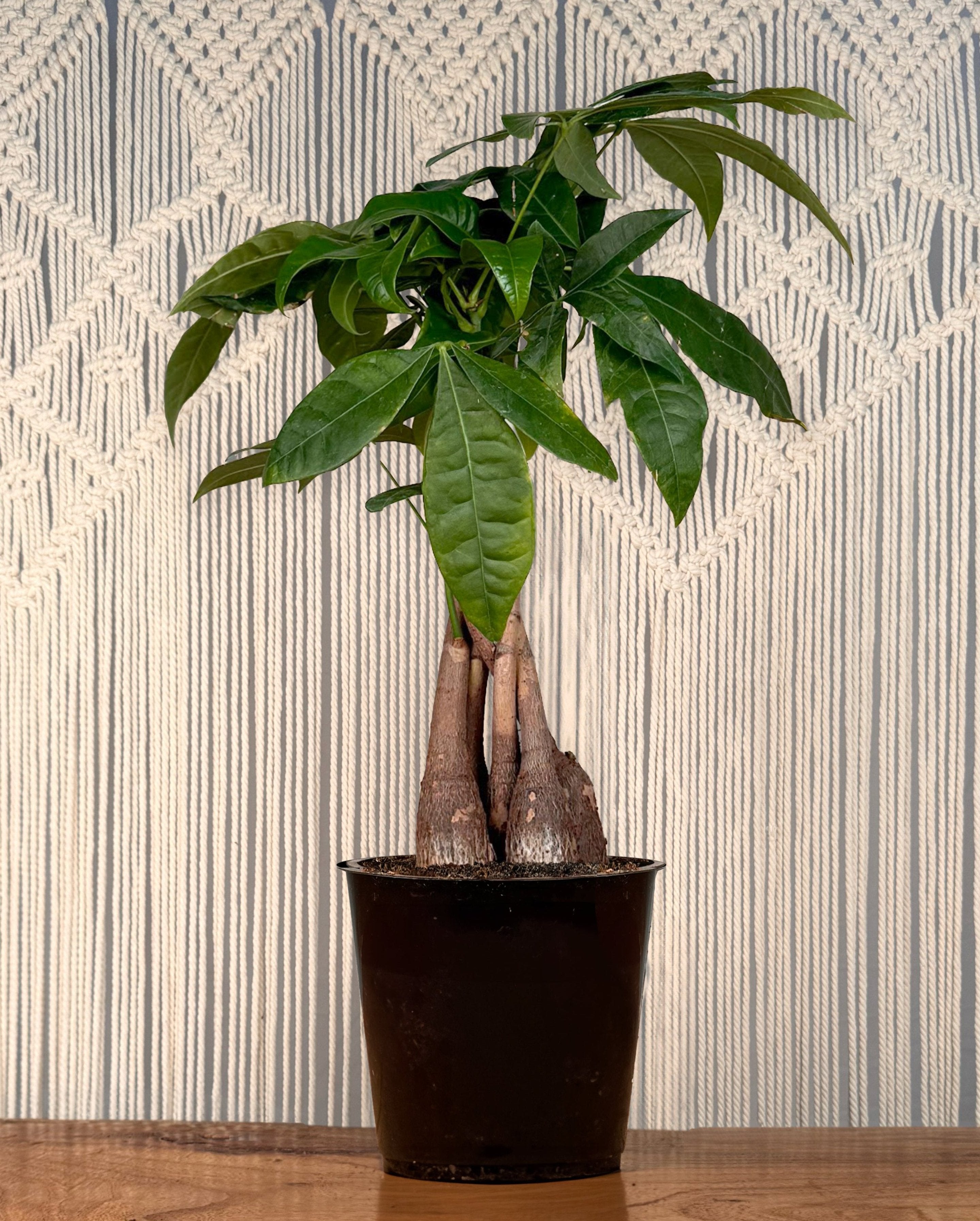 money tree madison Money Tree