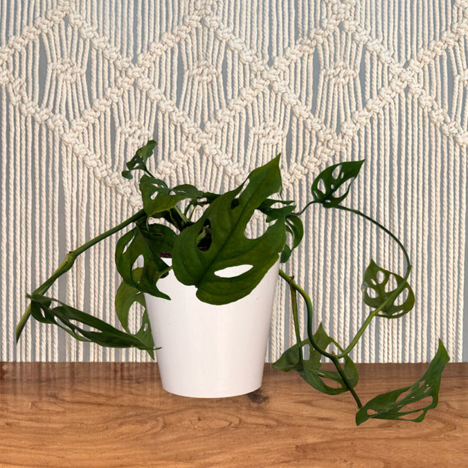 monstera adansonii swiss cheese live plant Monstera Adansonii "Swiss Cheese" – Lakewood Plant Company