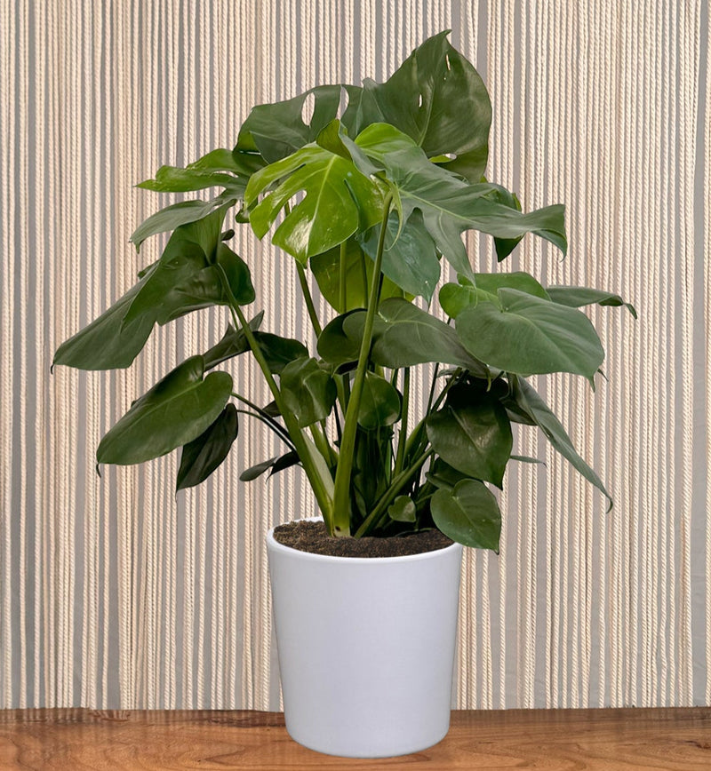 Monstera Deliciosa