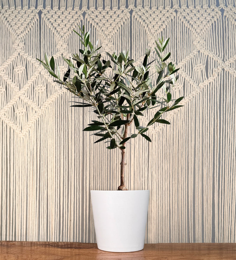 Olive Tree