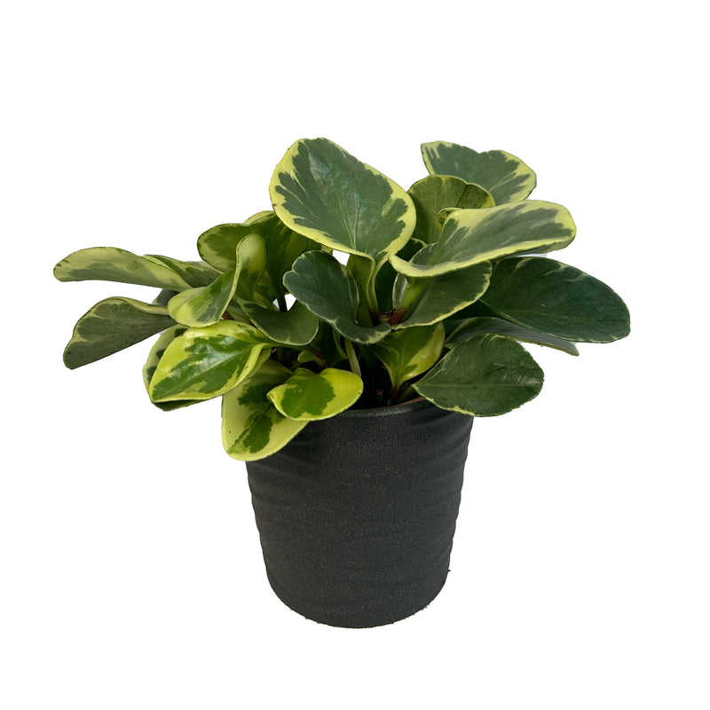 Variegated Peperomia Obtusifolia