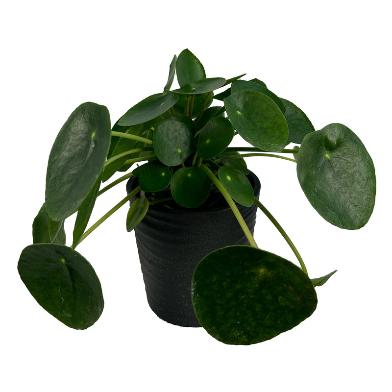 Pilea Peperomioides