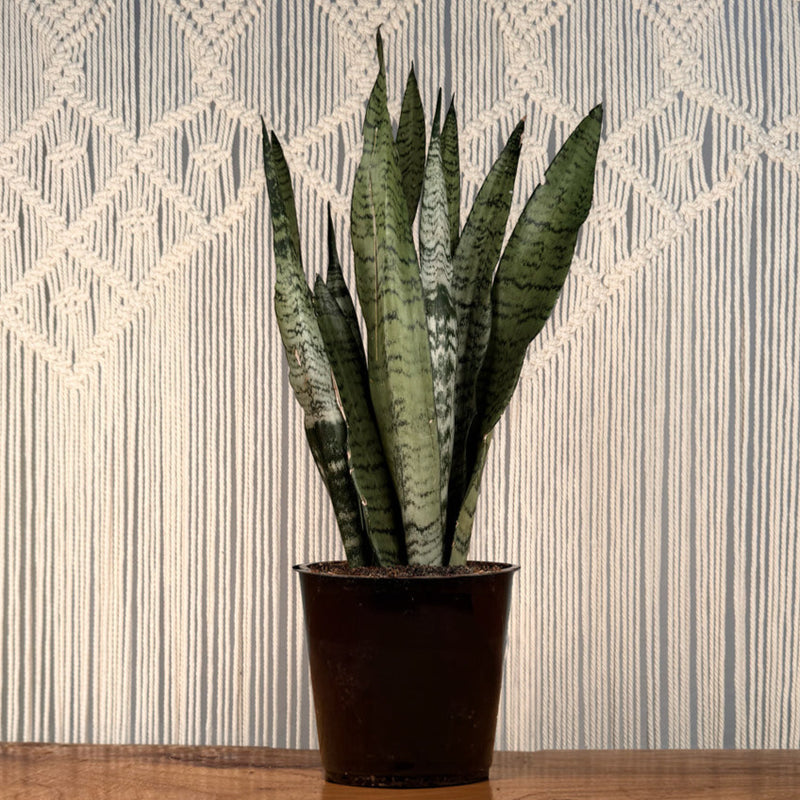 Sansevieria 'Zeylanica' Snake Plant