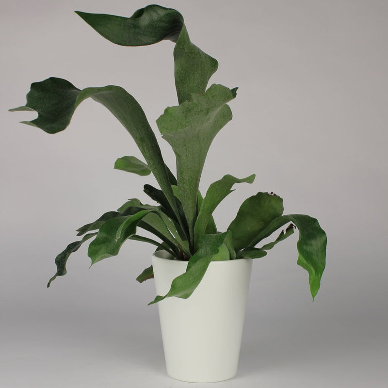 Staghorn Fern