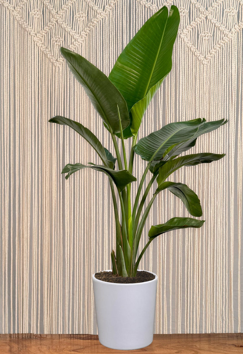 Bird of Paradise "White"