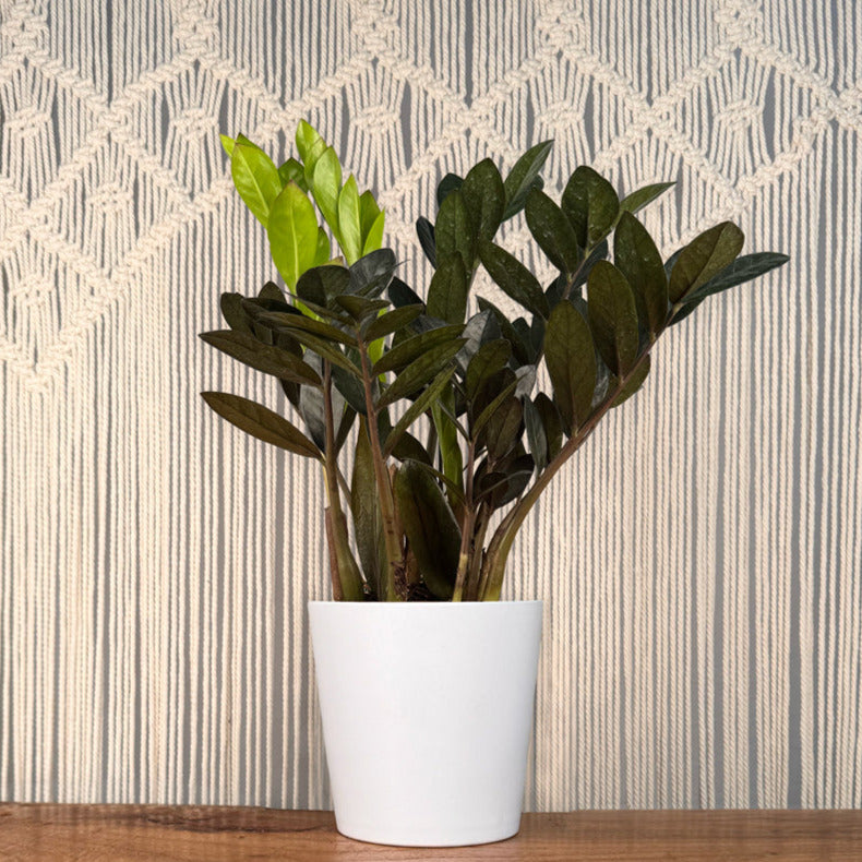 zanzibar zz plant ZZ Plant 'Zanzibar Gem'