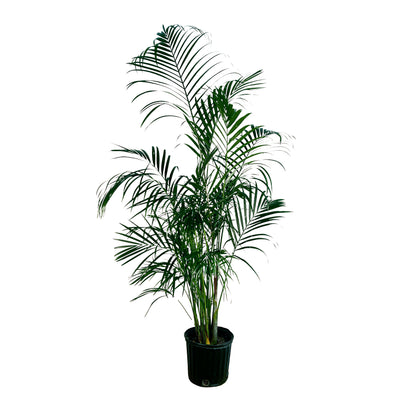 Areca Palm (Dypsis lutescens) in grow pot at Lakewood Plant Company