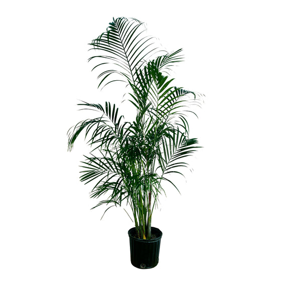 Areca Palm (Dypsis lutescens) in grow pot at Lakewood Plant Company
