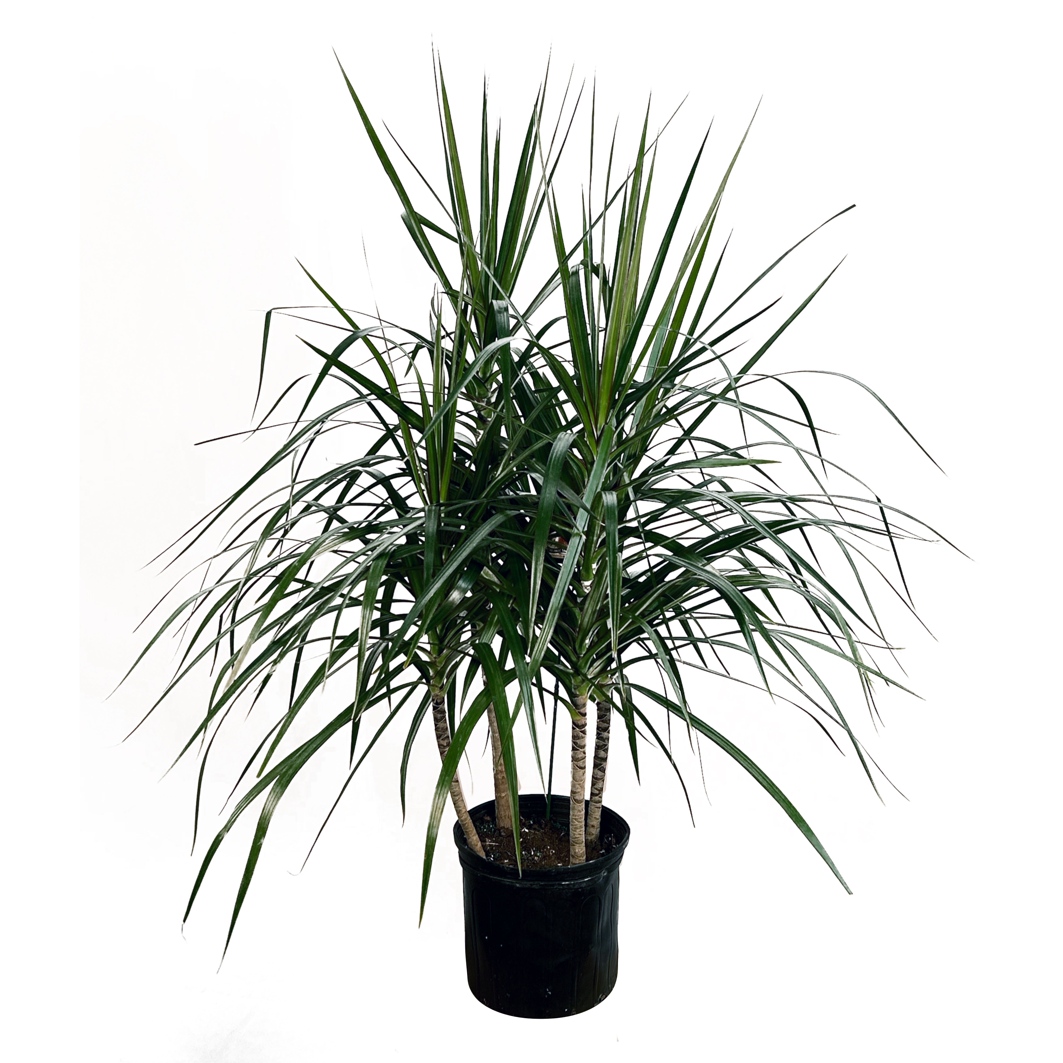 dracaena transvaalensis Dracaena Marginata 'Green' – Lakewood Plant Company