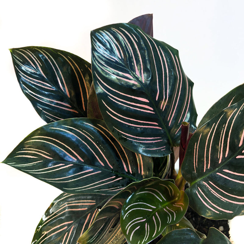 Pinstripe Calathea