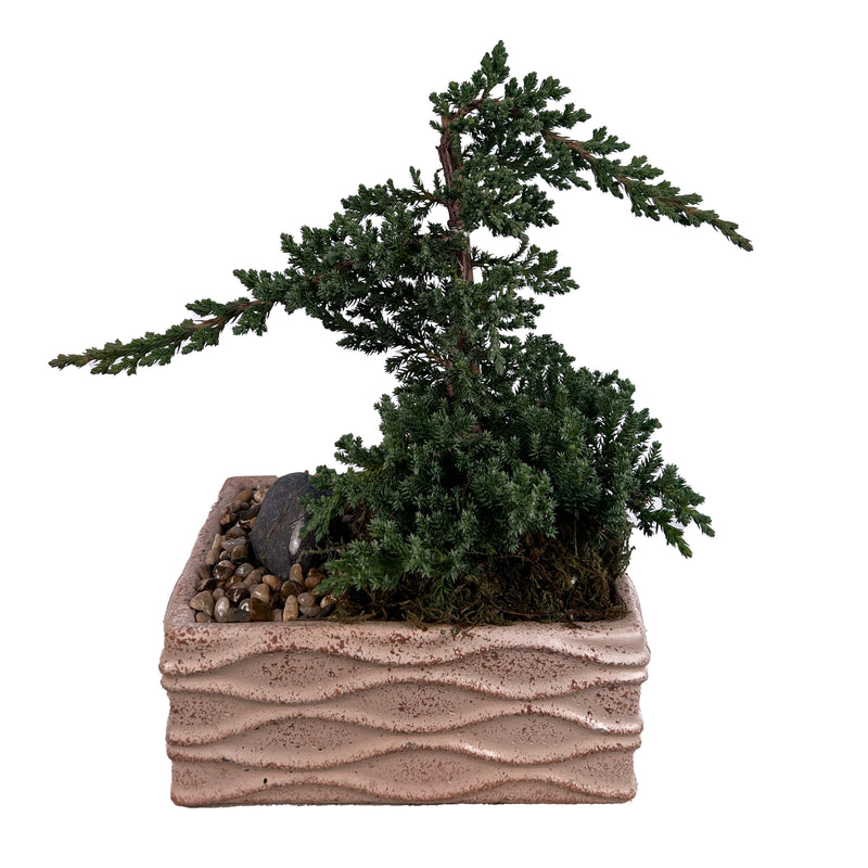 Juniper Bonsai Garden