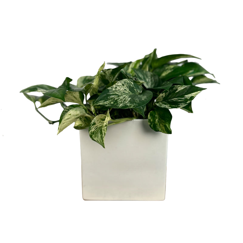 Pothos "Marble Queen"