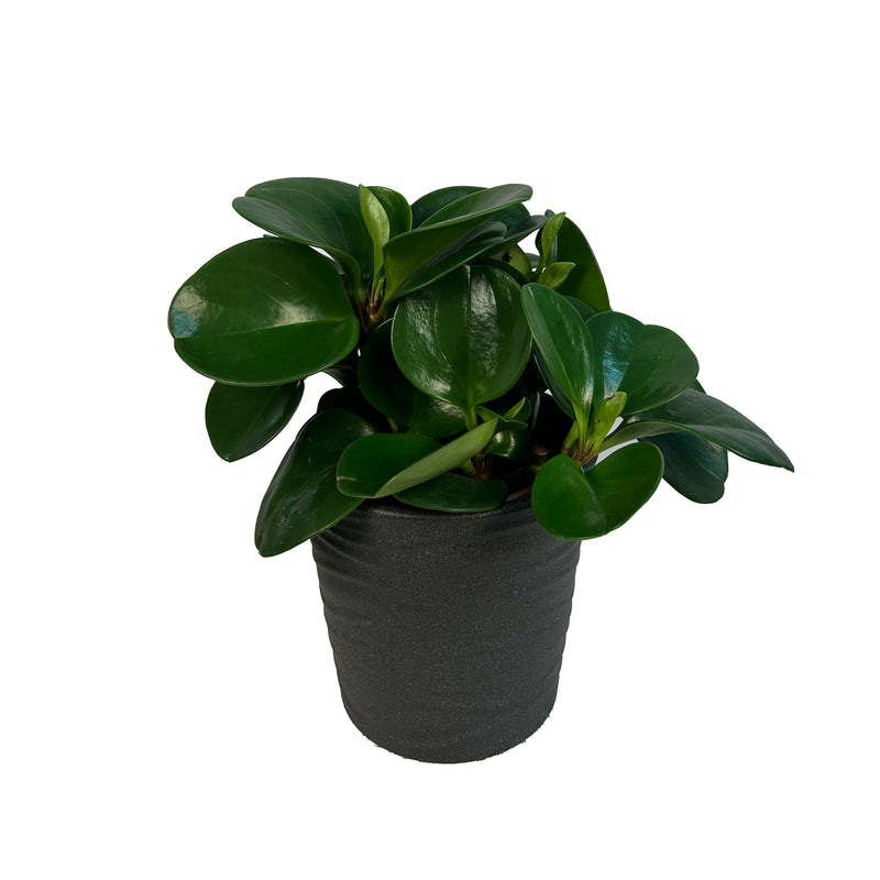 Peperomia Obtusifolia