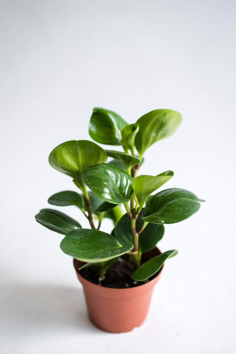 Peperomia Obtusifolia